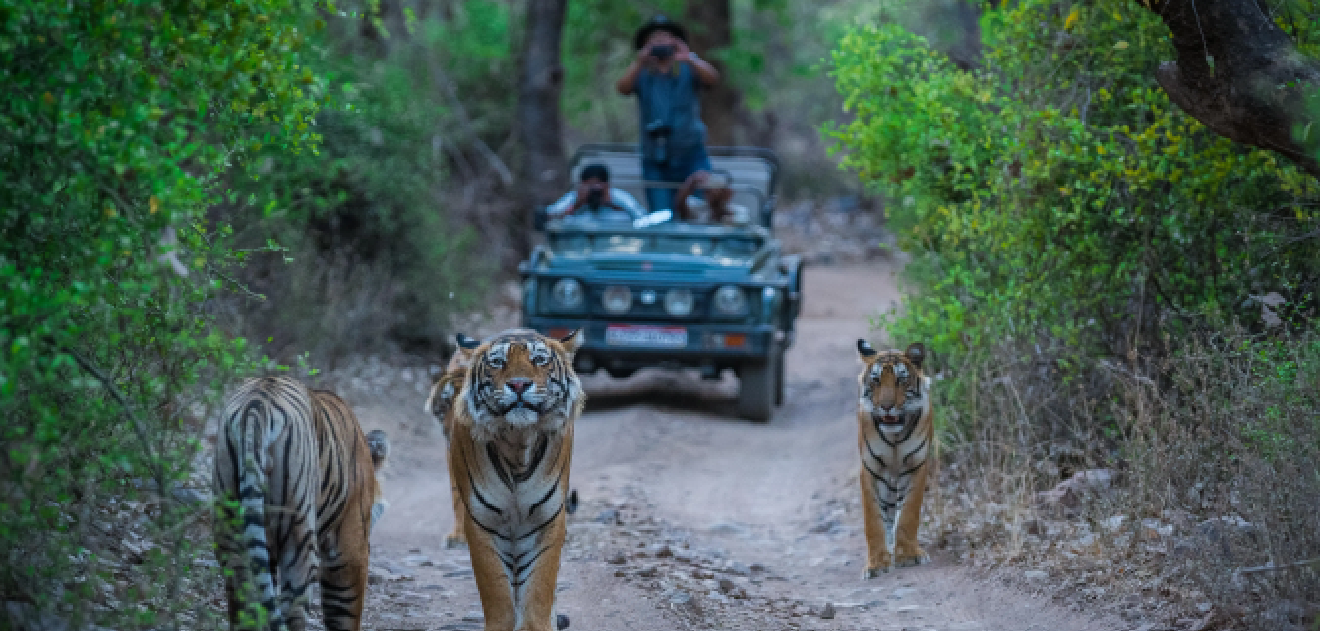  ranthambore